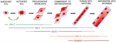 Muscle Physiopathology in Parathyroid Hormone Disorders